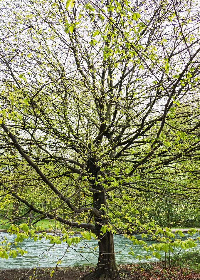 Spring Tree by a Flowing River