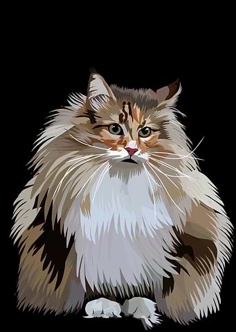 Fluffy Calico Cat Portrait