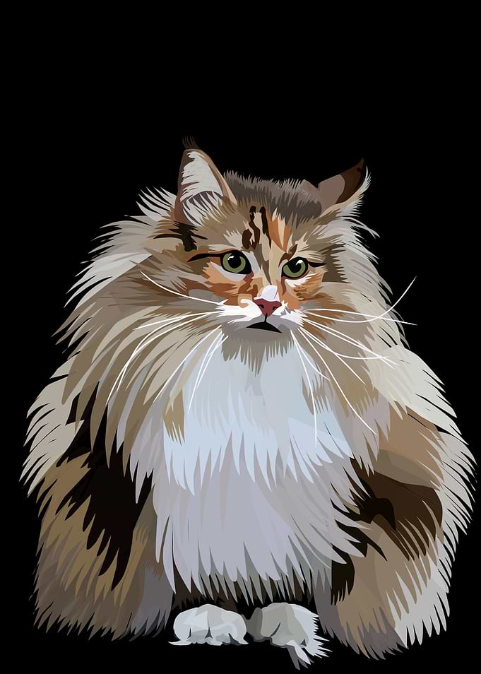 Fluffy Calico Cat Portrait