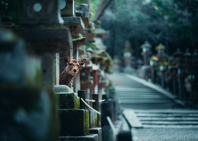 Deer Peeking Behind Stone Lanterns