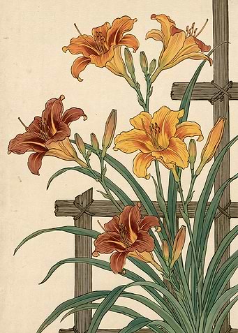 Vintage Botanical Illustration of Daylilies