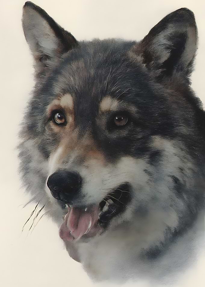 Realistic Portrait of a Wolf