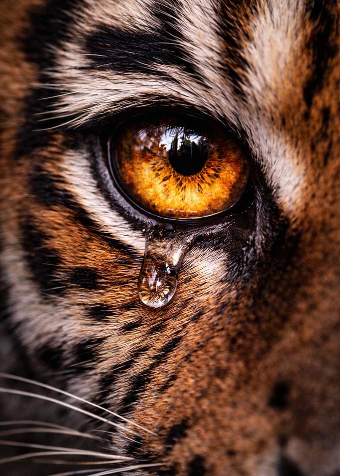 Close-up of a Crying Tiger Eye