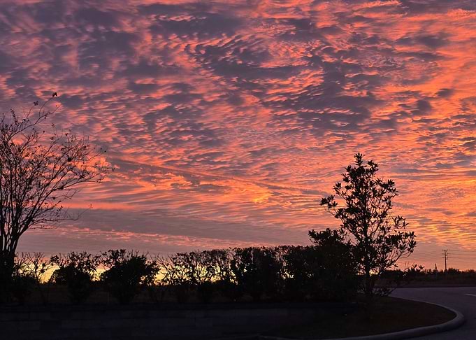 Vibrant Sunset Sky Over Silhouetted Trees