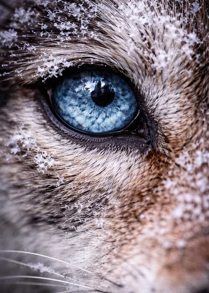 Extreme Close-up of Wolf Eye