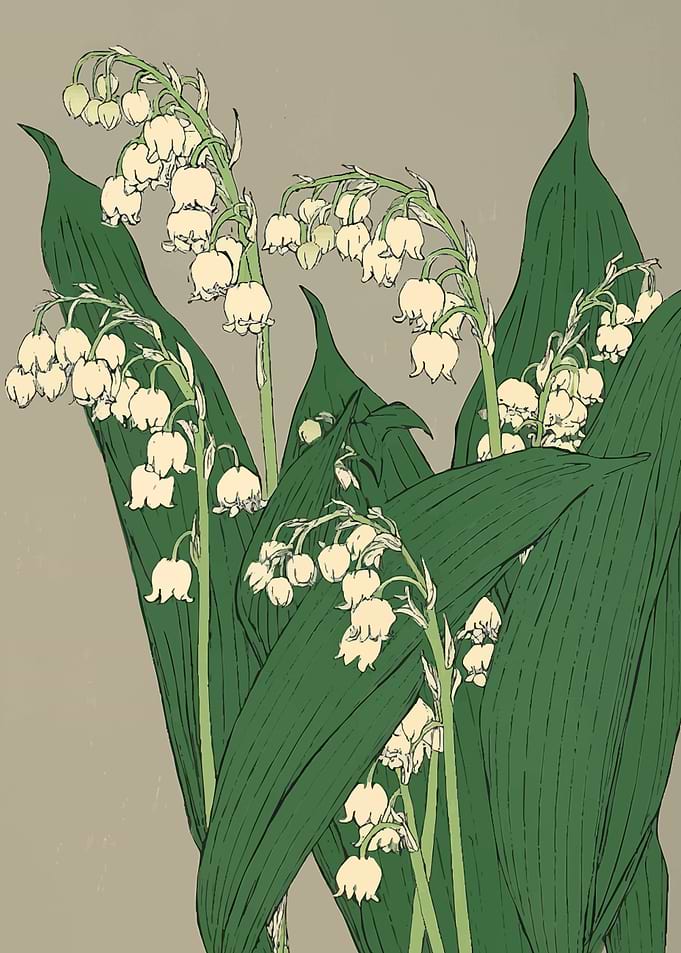 Lily of the Valley Botanical Illustration