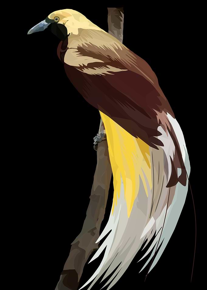 Lesser Bird of Paradise Illustration