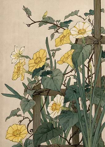 Vintage Botanical Illustration of Morning Glories