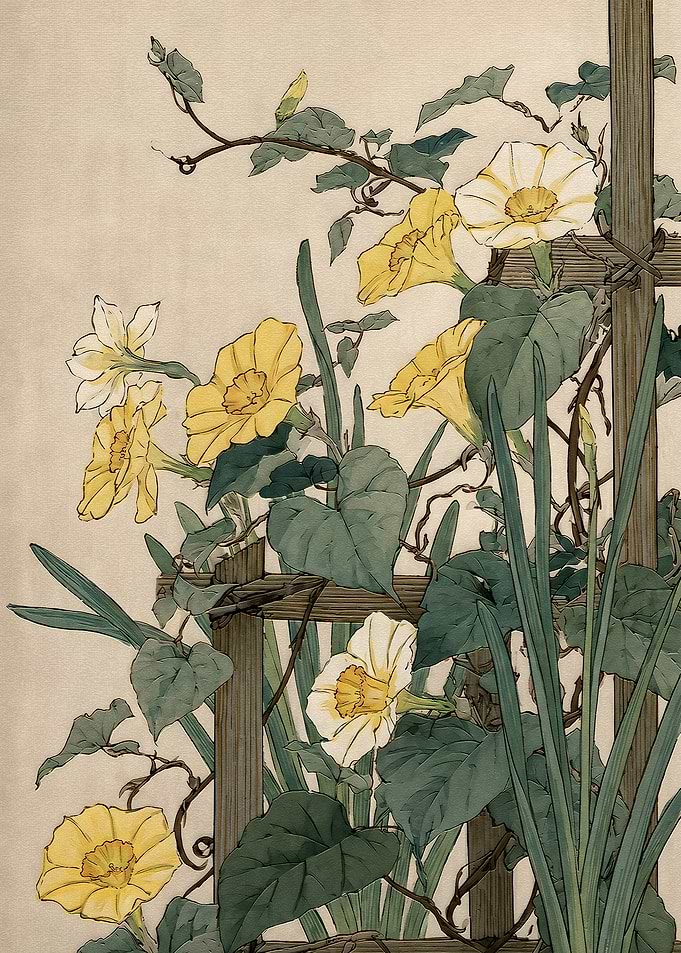 Vintage Botanical Illustration of Morning Glories