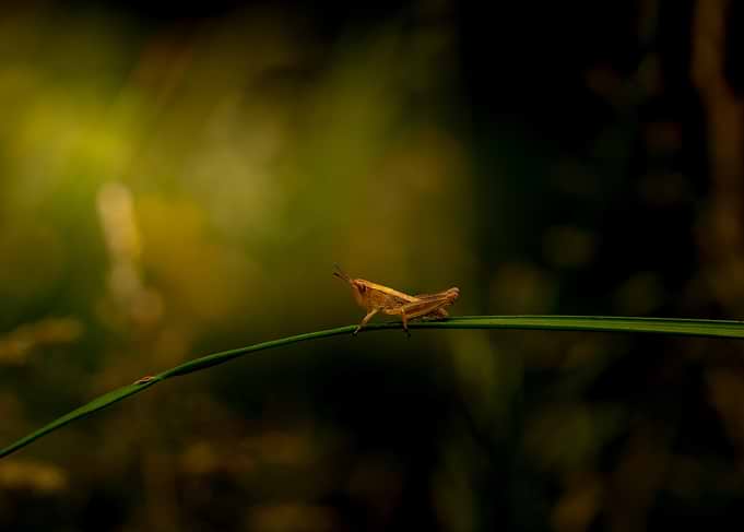 Small Grasshopper on a Blade