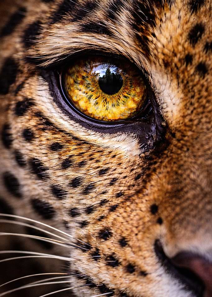 Extreme Close-up of Leopard Eye