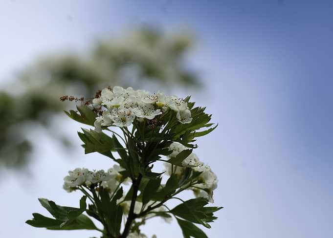 White Hawthorn Blossoms Against Blue Sky