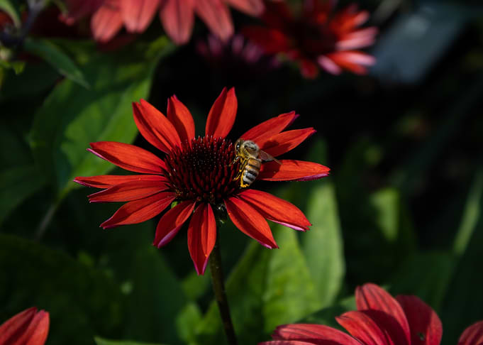 Honey Bee on Crimson Coneflower