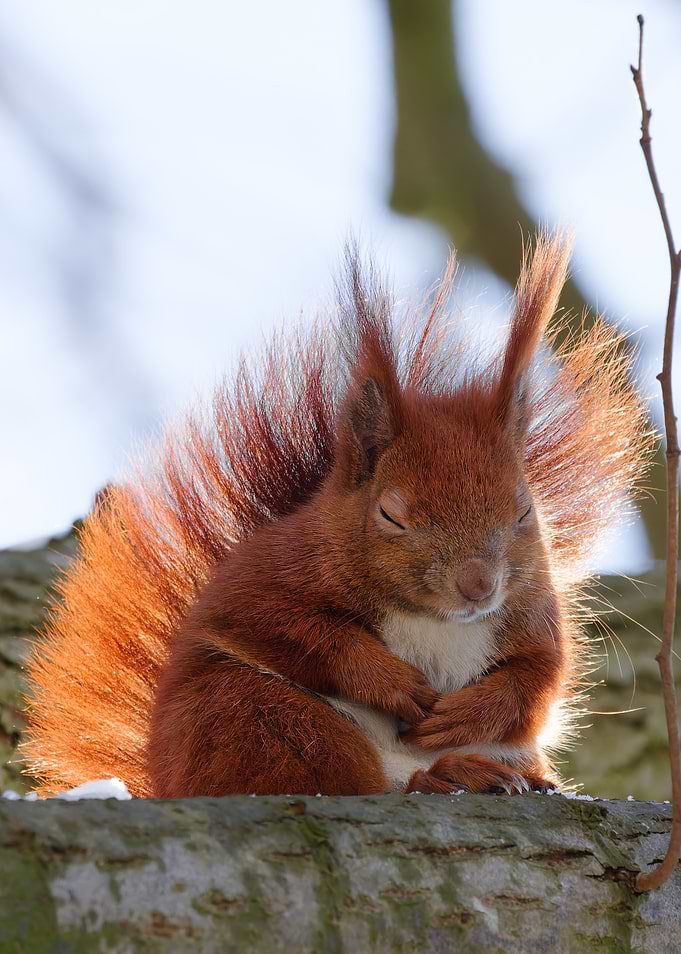 Sleeping Red Squirrel on Tree Branch