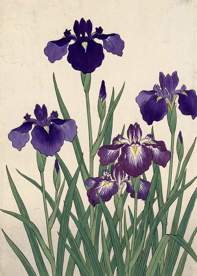 Traditional Japanese Iris Flower Painting
