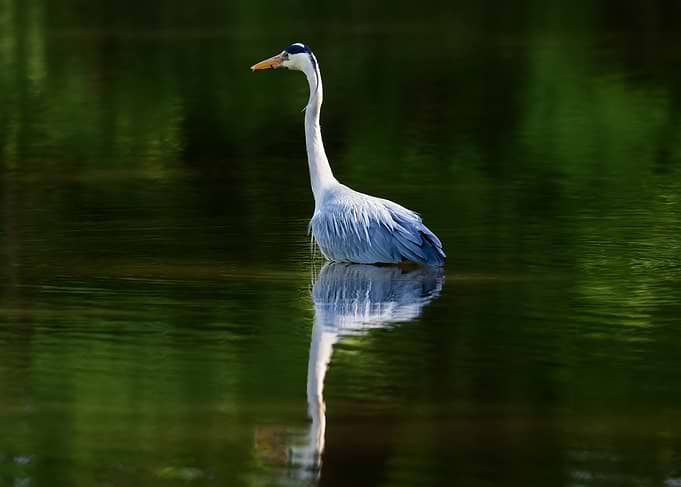 Grey Heron Standing in Still Water