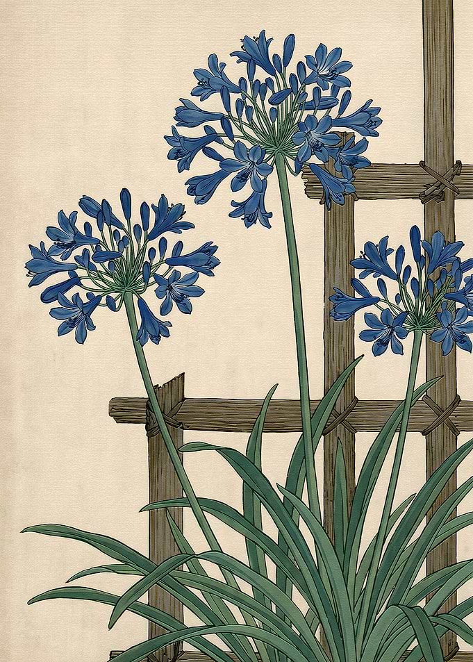 Blue Agapanthus Flowers on Trellis