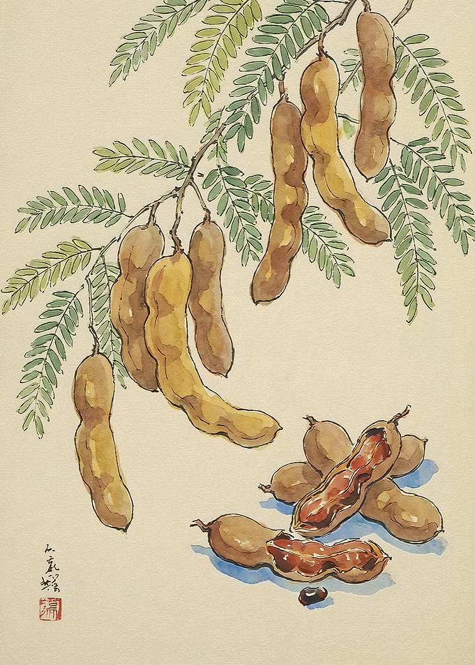 Watercolor Painting of Tamarind Pods