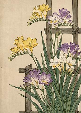 Vintage Botanical Freesia Illustration