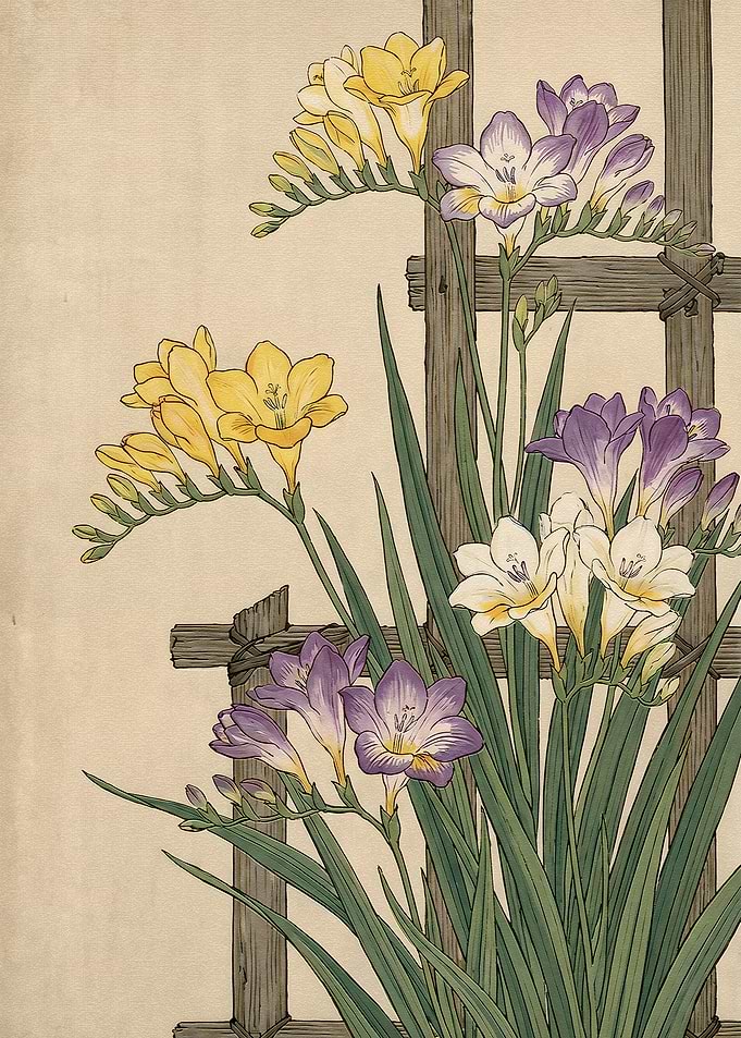 Vintage Botanical Freesia Illustration