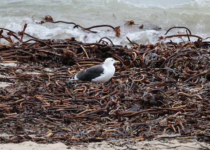 Seagull Standing on Kelp Covered Beach