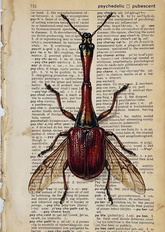 Giraffe Weevil on Dictionary Page