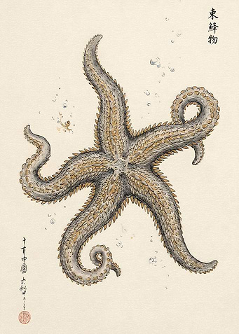 Vintage Japanese Starfish Illustration