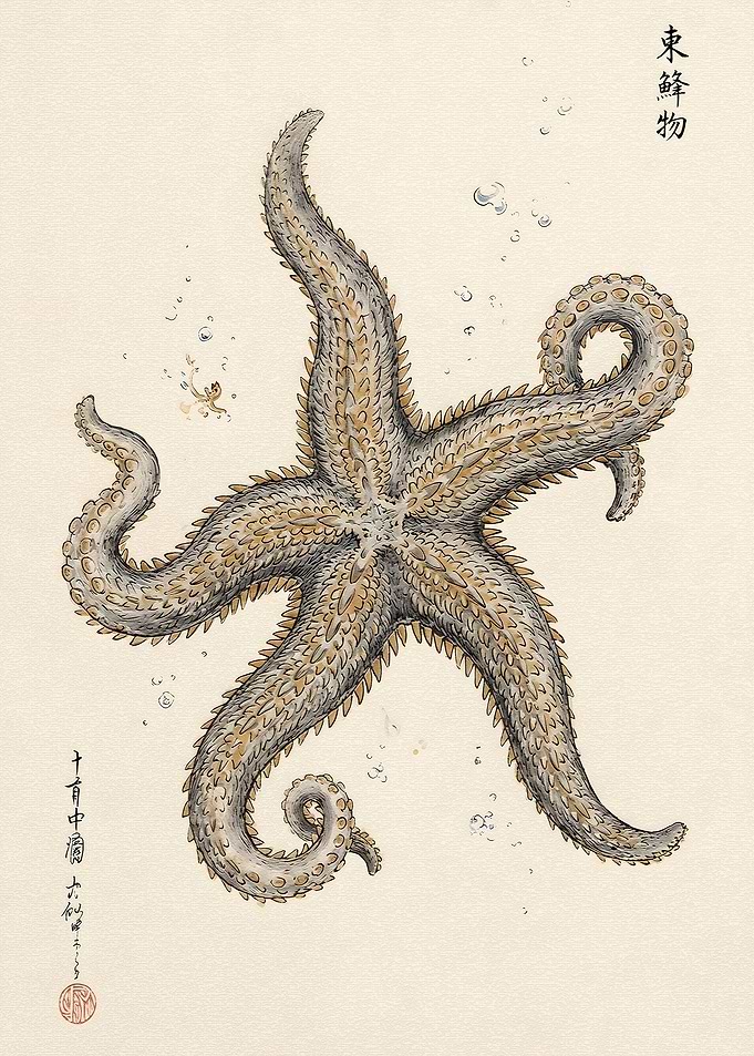 Vintage Japanese Starfish Illustration