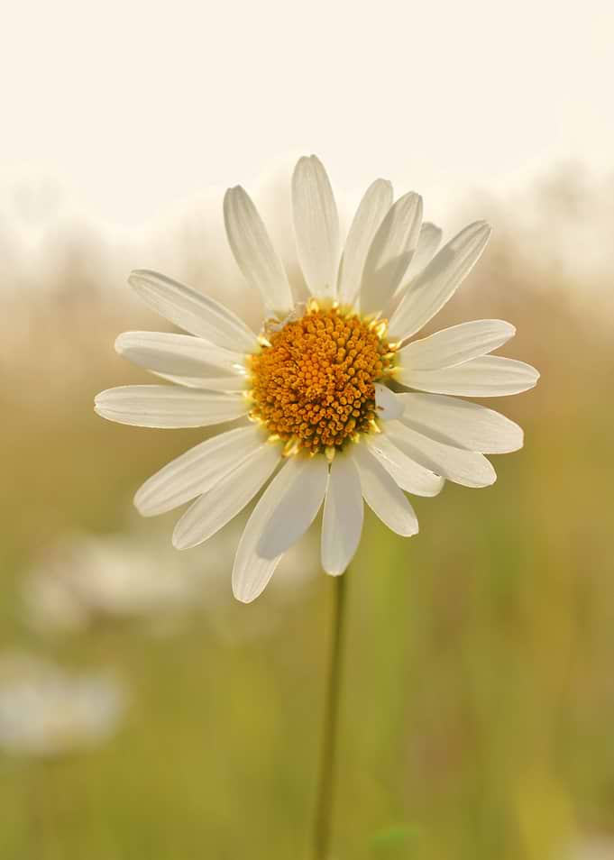 Golden Serenity — Sunlit Daisy