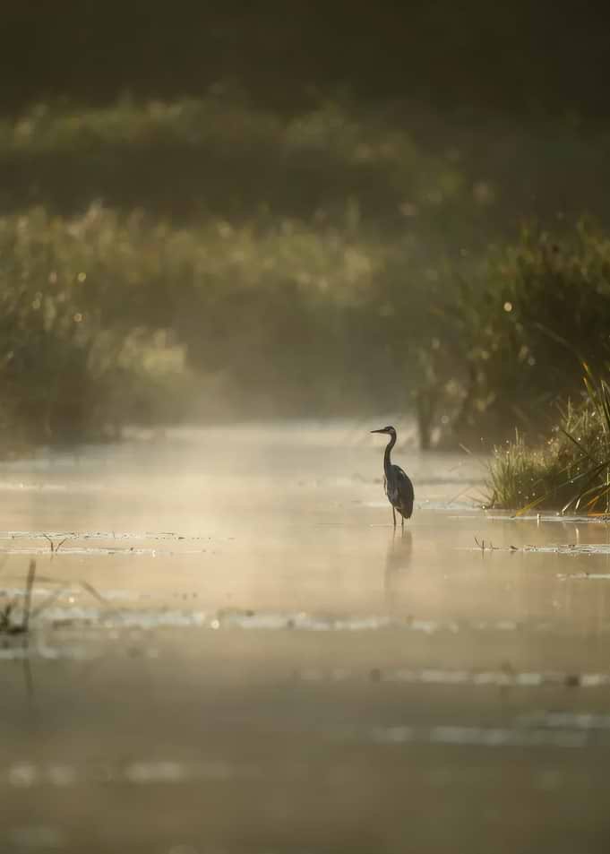 Great Blue Heron in Misty Marsh