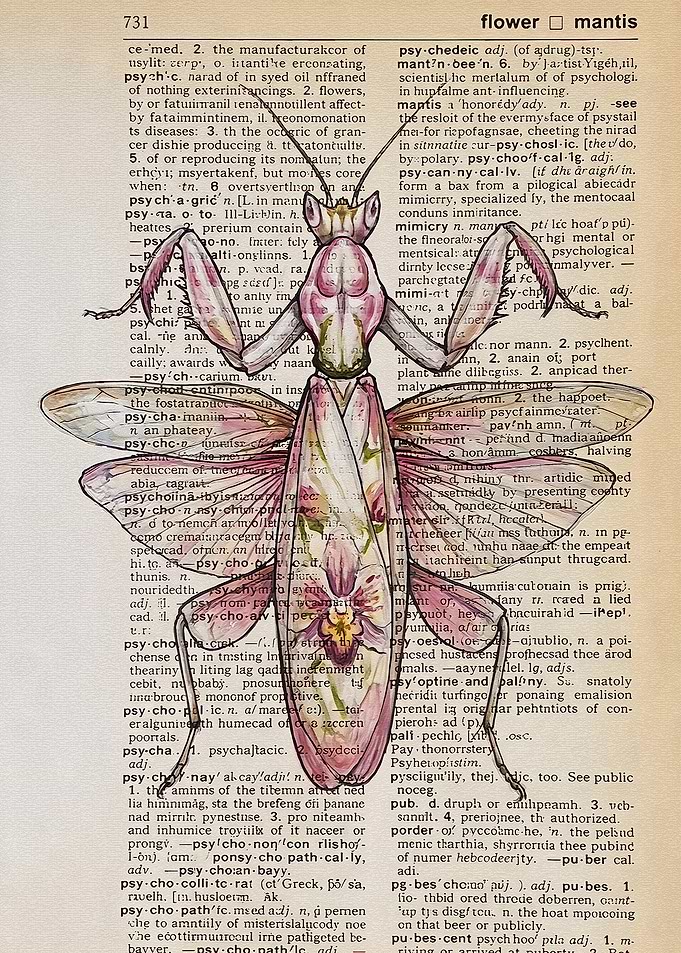 Orchid Mantis on Dictionary Page