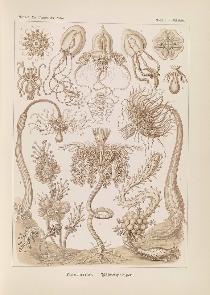 Ernst Haeckel Tubulariae Scientific Illustration