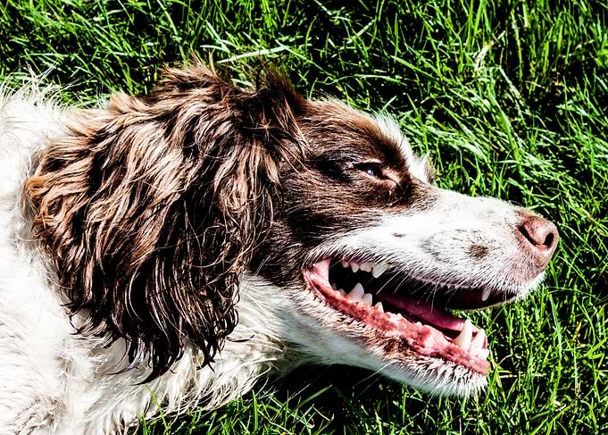 Happy English Springer Spaniel in Grass