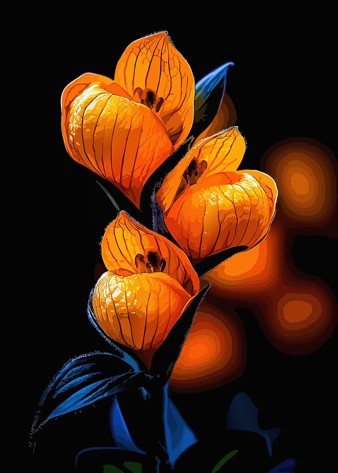Vibrant Orange Calceolaria Flowers