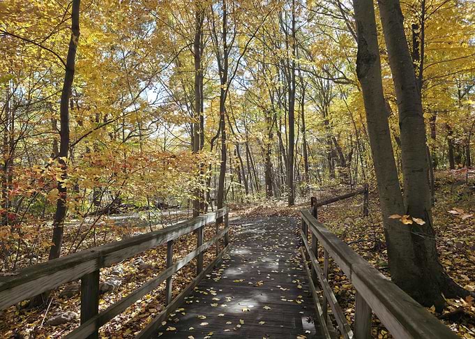 Wooden Footbridge in Autumn Forest