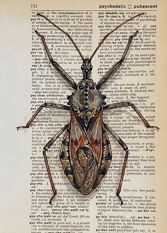 Wheel Bug Illustration on Dictionary Page
