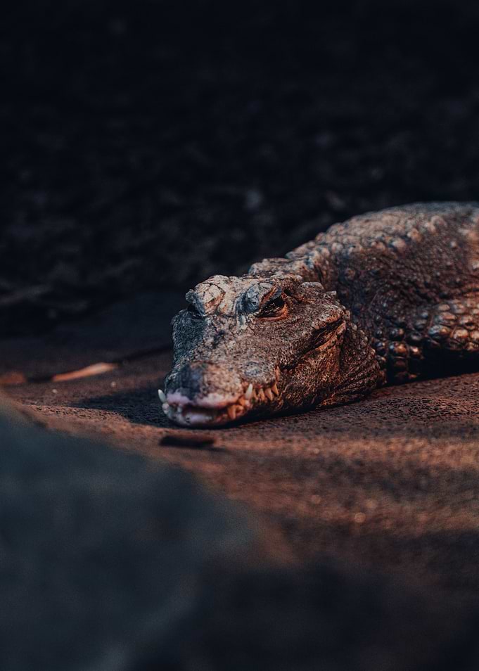 Close-up of a resting crocodile