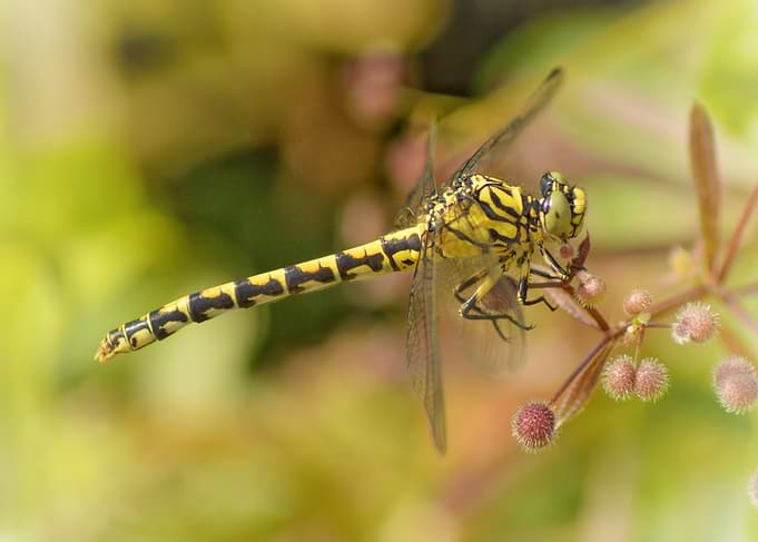 Golden Watcher — Dragonfly Rest