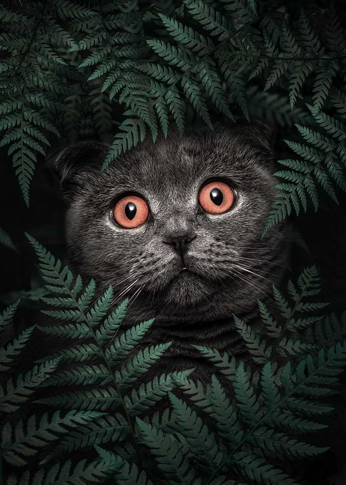 Scottish Fold Cat in Ferns