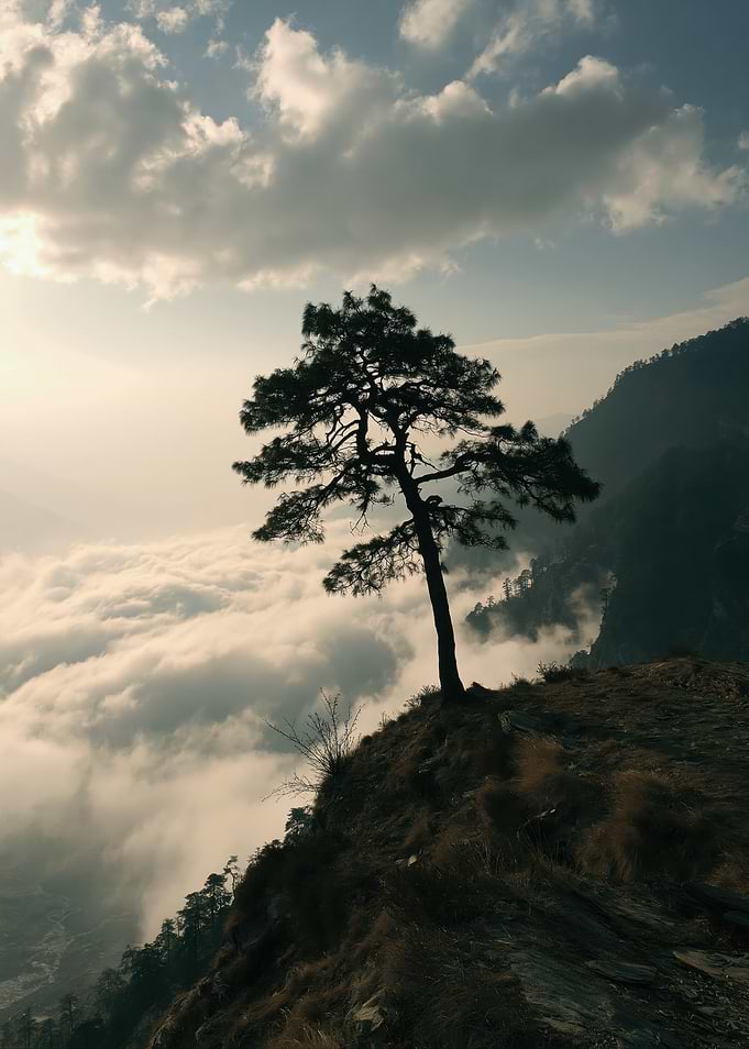 Solitary Pine Tree Above Clouds