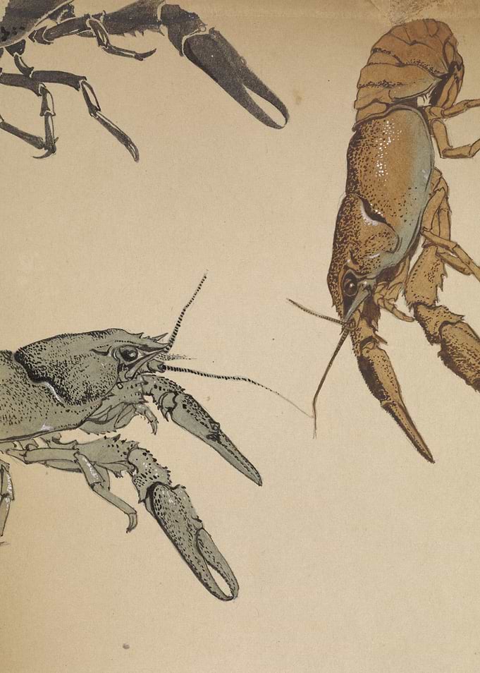 Vintage Scientific Illustration of Crayfish