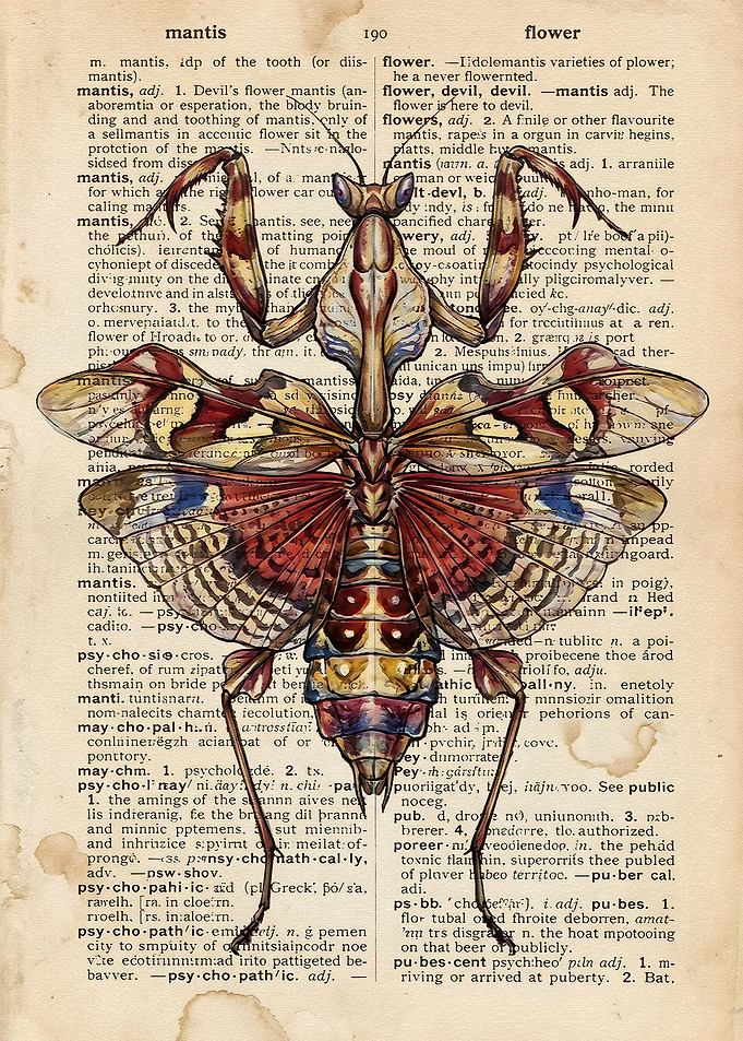 Devil's Flower Mantis Dictionary Print