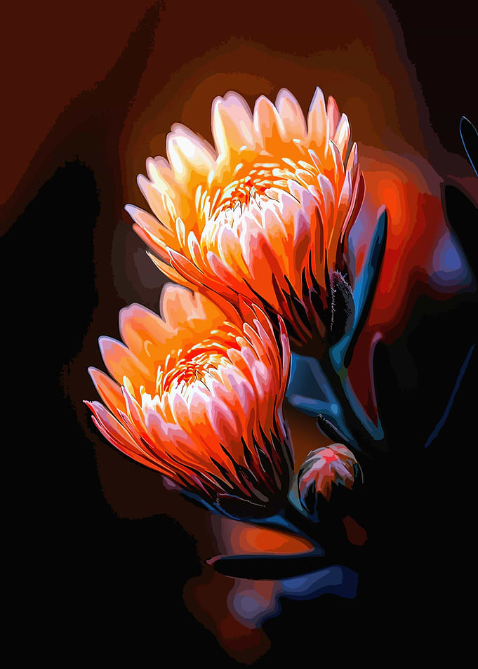 Vibrant Glowing Orange Protea Flowers