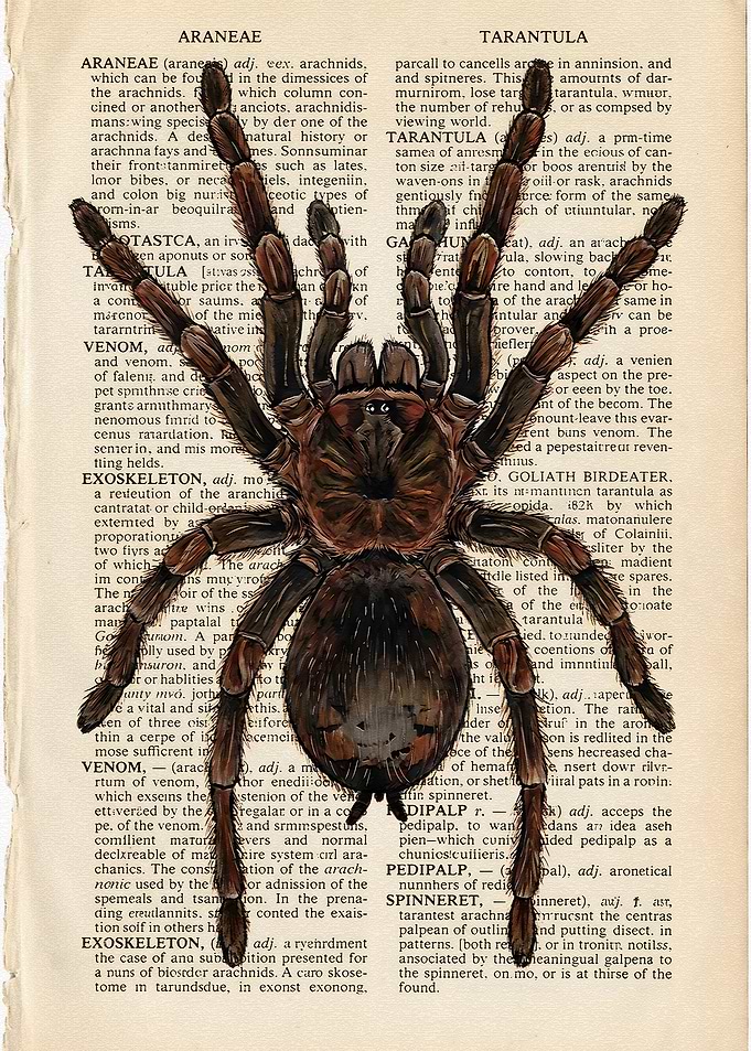 Tarantula Illustration on Vintage Dictionary Page
