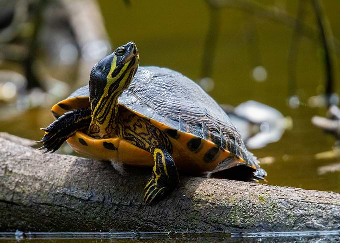 Yellow-Bellied Slider Turtle on Log