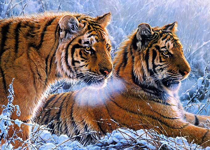 Two Tigers in Snowy Landscape