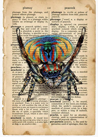 Peacock Spider on Vintage Dictionary Page