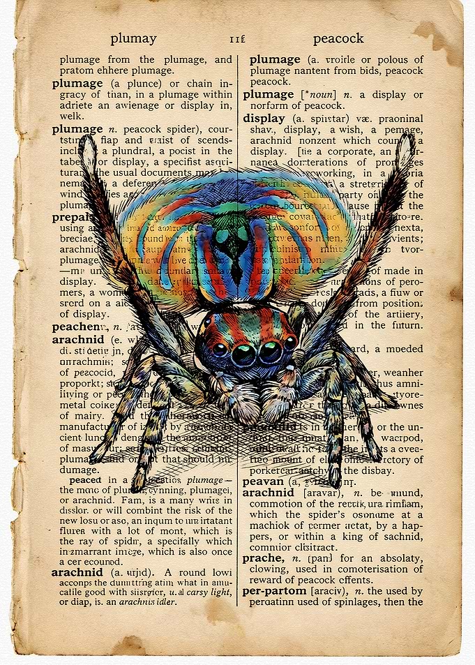 Peacock Spider on Vintage Dictionary Page