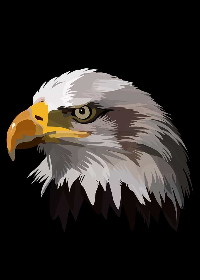 Vector Illustration of Bald Eagle Head