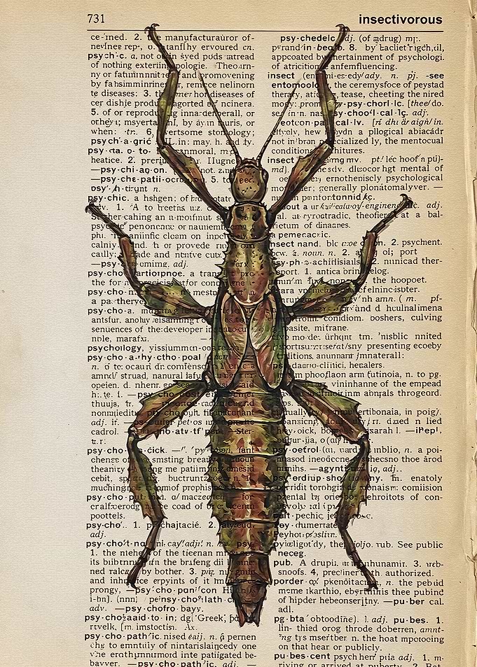 Stick Insect on Vintage Dictionary Page